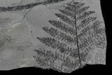 Pennsylvanian Fossil Fern Plate - Kinney Quarry, NM #80486-1